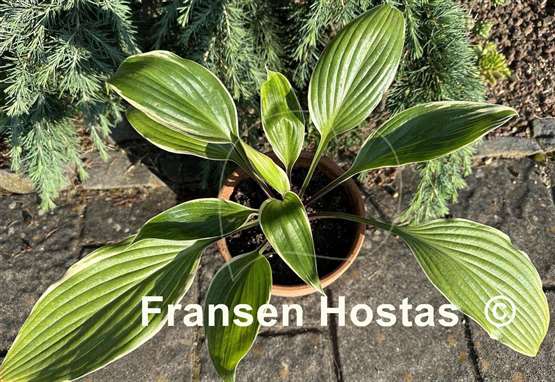 Hosta Holar Snake Valley